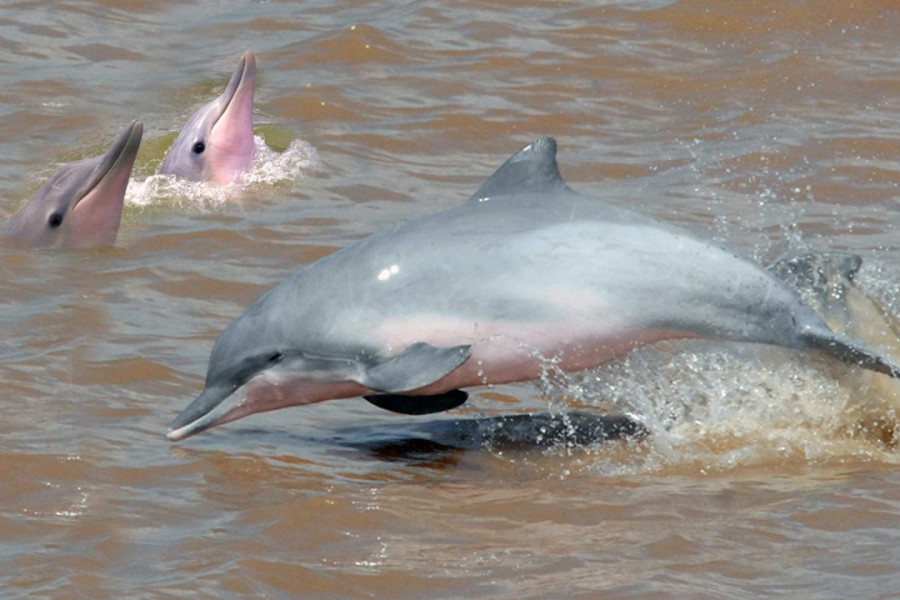 dolfijnen-2